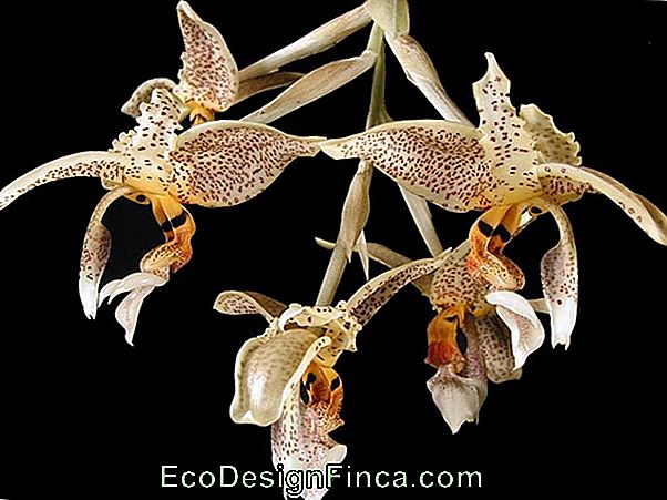 Orchid Stanhopea Oculata Of Geurloos (Stanhopea Oculata (Lodd) Lindl.)