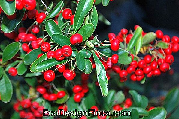 Piracanta (Pyracantha Coccinea)