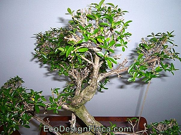 Serissa (Serissa Foetida)