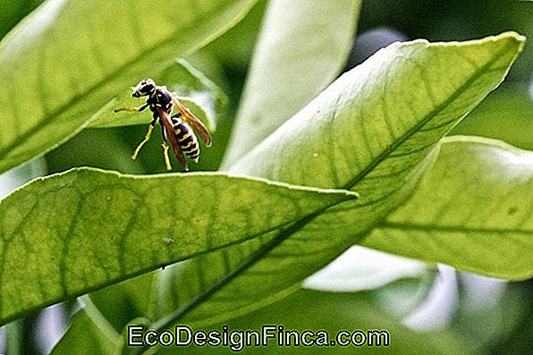 Laranjeira (Citrus Sinensis)