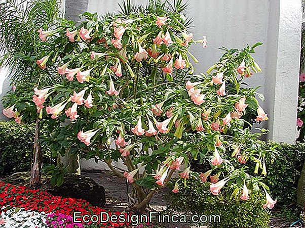 Trompeta De Ángel (Datura Suaveolens)