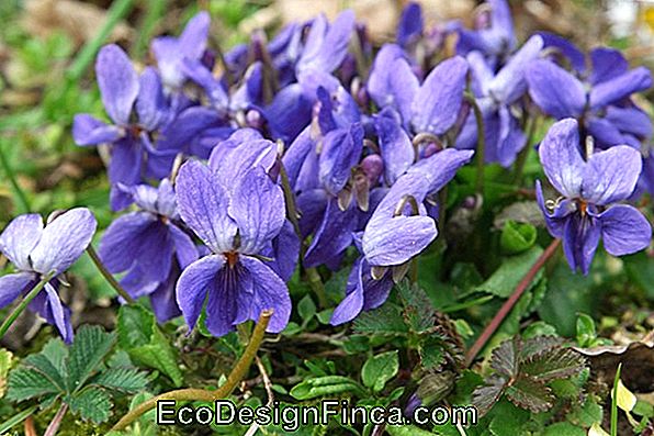 Wild Violet (Viola Odorata)