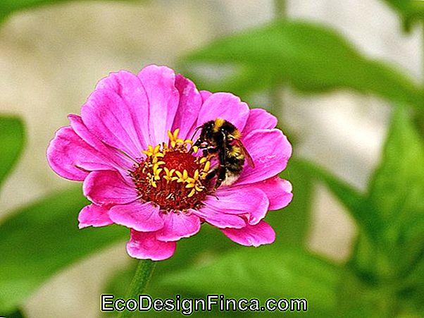 Zinnia (Zinnia Elegans)