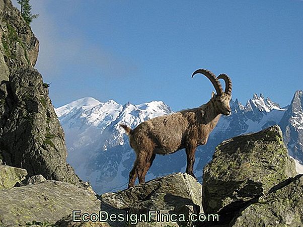 Steinbock