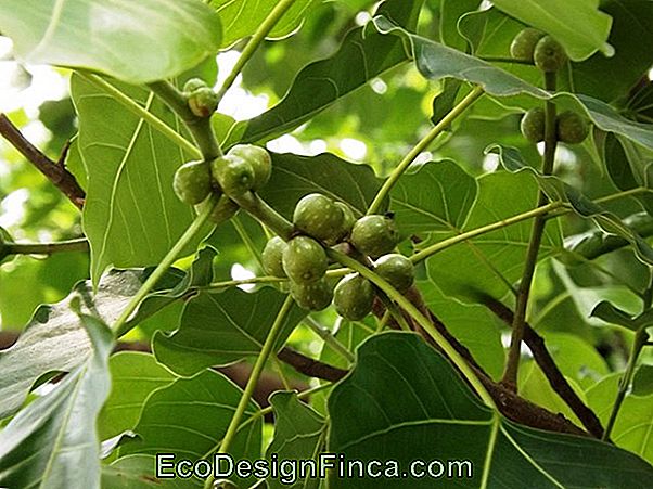 Ficus Religiosa