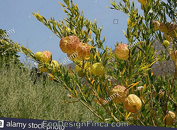 Blumen, Um Schmetterlinge Anzuziehen