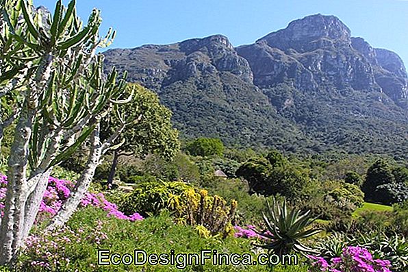 Kirstenbosch: Die Lebendige Geschichte In Afrika