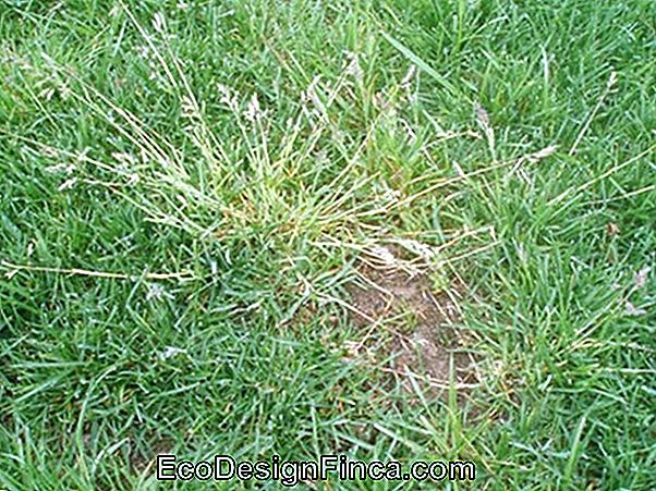 Grasarten Sehen Sie Die Eigenschaften Der Gräser Für Den Garten 🏡