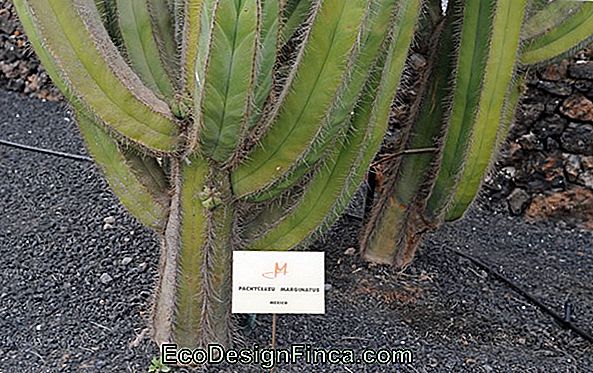Kaktus-Kerze (Cereus Peruvianus)