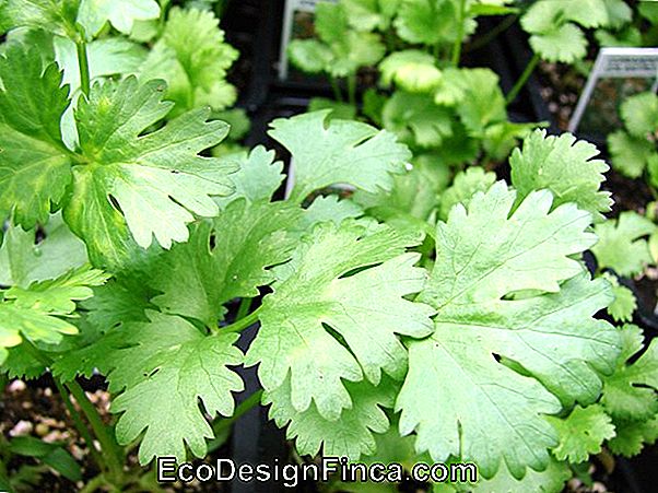 Koriander (Coriander Sativum)