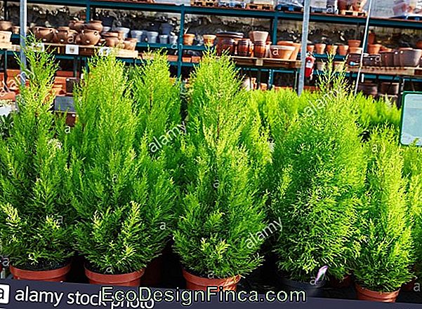 Kalifornische Zypresse (Cupressus Macrocarpa)