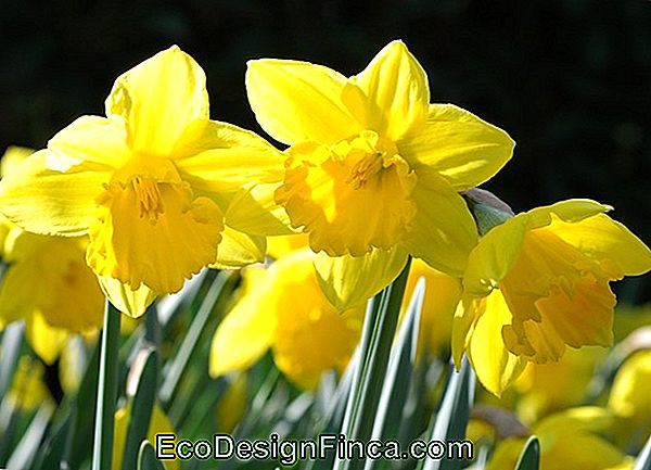 Narzisse (Narcissus)