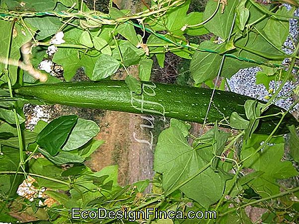 Schwamm Oder Gemüseschwamm (Luffa Aegyptiaca)