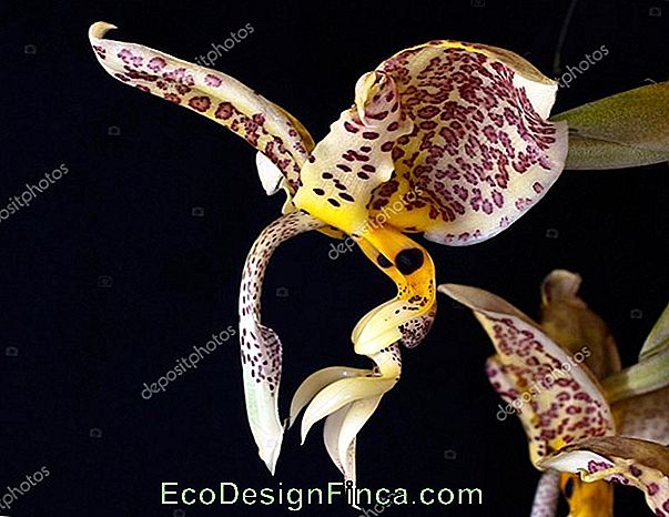 Orchidée Stanhopea Oculata