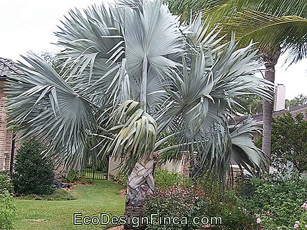 Blue Palm (Bismarckia Nobilis)