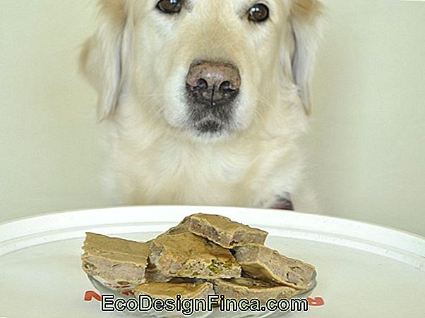 Dog Cake - 5 Delicious And Special Recipes For Your Friend!