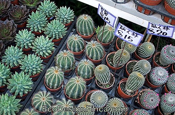 How To Take Care Of Succulents: Complete Guide!