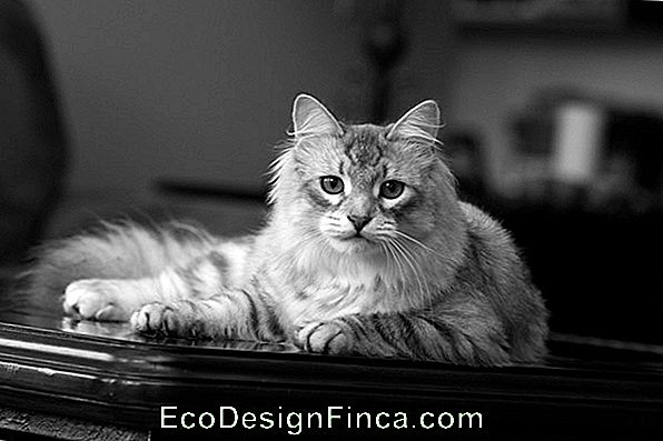 Cat Network: Models For Your Cat Love!