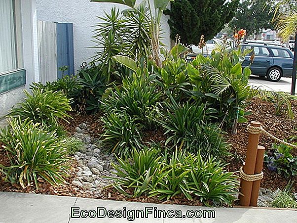 Types Of Garden Palms: Tips And 40+ Inspiring Ideas!