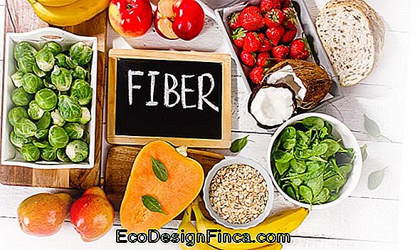 Fibers In Food