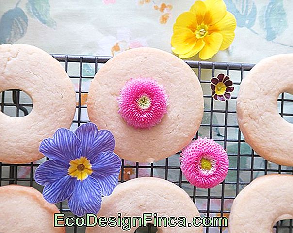 How To Make A Simple Edible Biscuit Dough