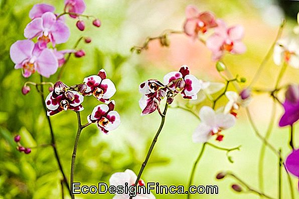 10 Orchid Mistakes