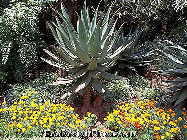 Aloe, A Garden Cosmetic