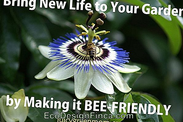 Bring More Life To Your Garden