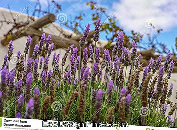 Cultivation And Care Of Lavender
