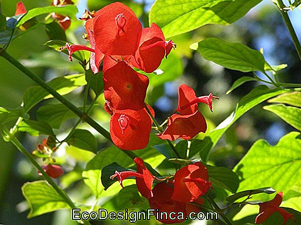 Holmskioldia Sanguinea