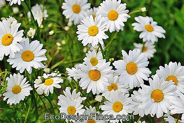 How To Grow And Care For Daisies