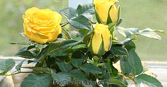 How To Grow Mini Roses