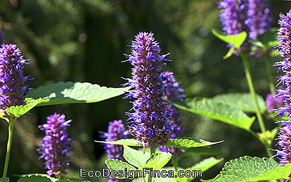 How To Plant Agastache
