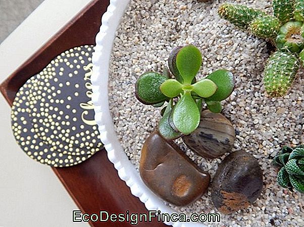 Learn How To Build A Mini Cactus And Succulent Garden