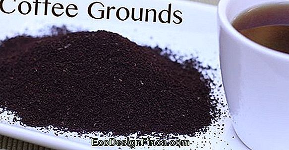 More Coffee Grounds To Clean Flowers And Plants