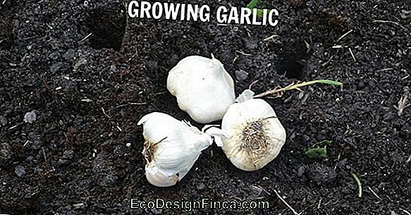 Tips For Planting Garlic! (Part 2)