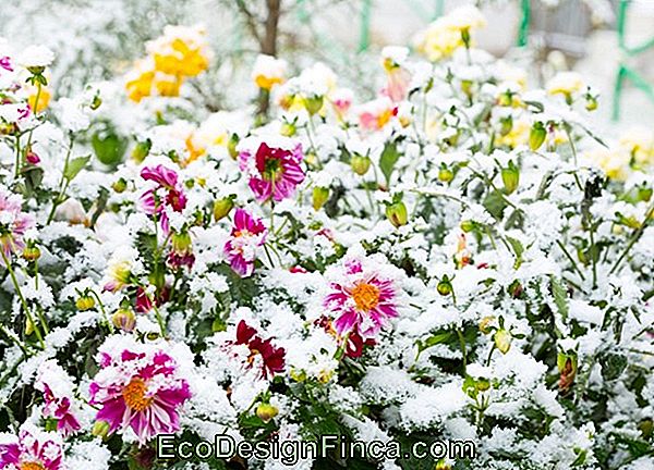 Care For Your Garden In Winter