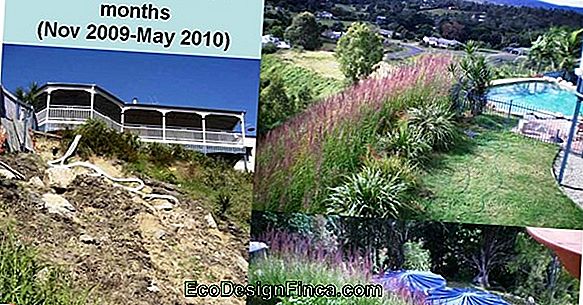 The Use Of Vetiver In Slope And Slope Stabilization