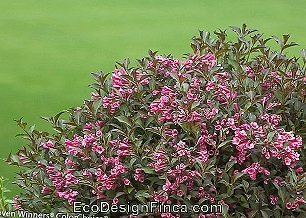 Weigela Florida