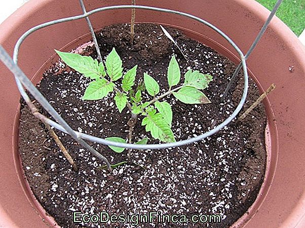 What Is The Best Time To Plant Cherry Tomatoes?