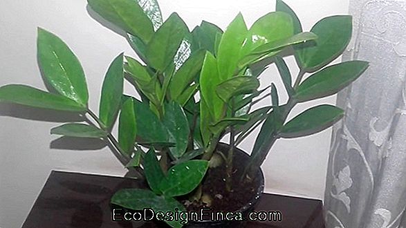 Zamioculca: Indoor Plant