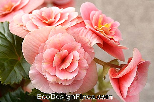 Begonia: See How To Care, Types And Ideas Of Decoration