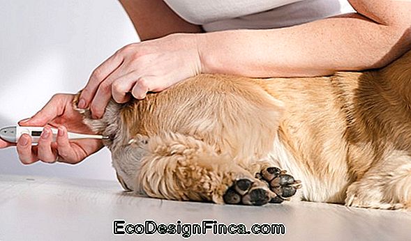 Canine Flu: What It Is, How To Treat It And How To Prevent It