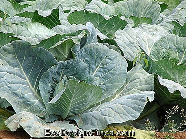 Cabbage (Brassica Oleracea)