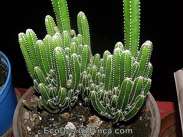 Green-And-Yellow Cactus (Cereus Hildemannianus)