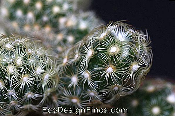Kaktusas Mammillaria Elongata (Mammillaria Elongata)