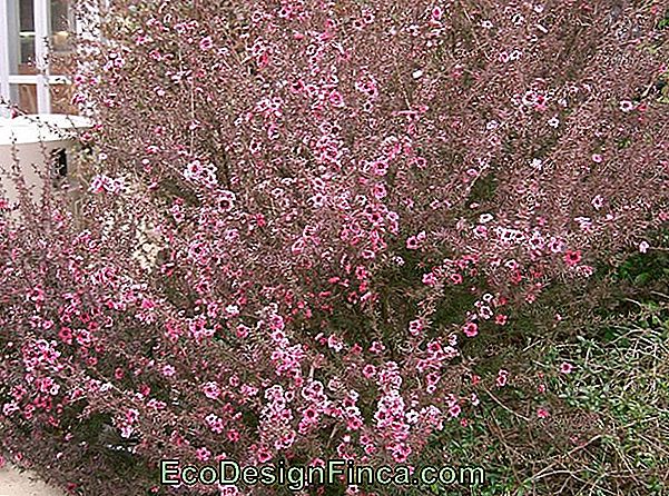Erica-Japanese (Leptospermum Scoparium)