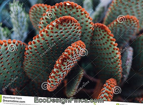 Cultivation Of Cacti