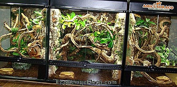 Know What A Terrarium Is And Learn How To Mount Your Own
