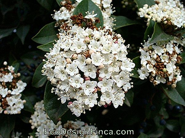 Evergreen Flowers: Know The Varieties